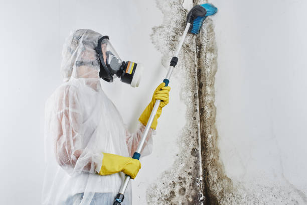 Best HVAC Mold Remediation in Gary, IN