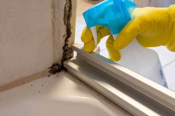Best Residential Mold Remediation in Gary, IN